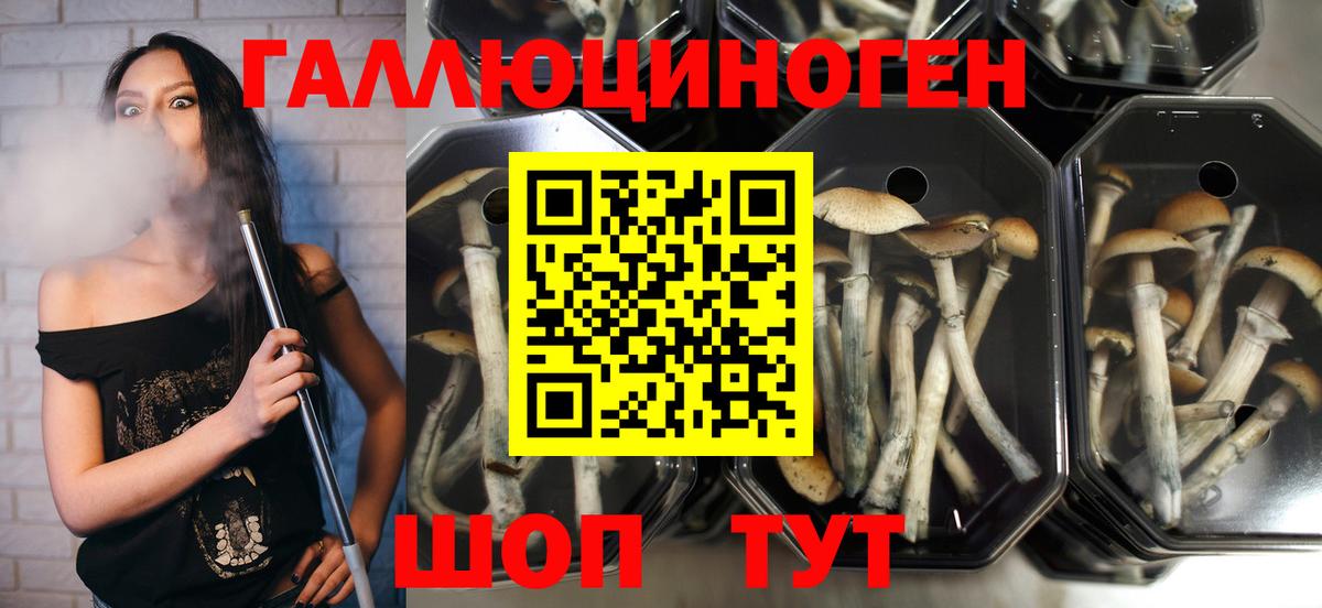 Галлюциногенные грибы GOLDEN TEACHER  Вход с VPN  Псилоцибиновые грибы GOLDEN TEACHER  Лабинск 